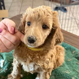 Paw-Donna - Apricot female Poodle puppy in Stanley, Wisconsin from McJare's Puppy Palace