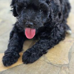 Prince - Black and white male Bernedoodle puppy in Mc Gaheysville, Virginia from Doting Doodles