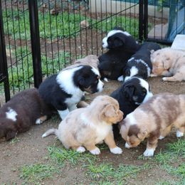 Australian Shepherd Puppies from Eagles Landing Miniature Americans