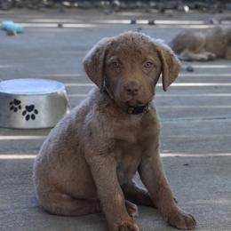 Nahiri - Brown female Chesapeake Bay Retriever puppy in Soap Lake, Washington from Desert Oasis Kennels