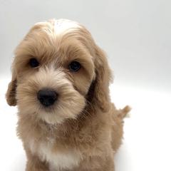 Thunder - Apricot male Australian Labradoodle puppy in Denton, Texas from Liberty Hill Labradoodles