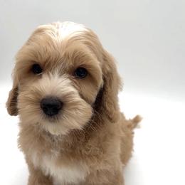 Thunder - Apricot male Australian Labradoodle puppy in Denton, Texas from Liberty Hill Labradoodles