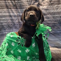 Eberus - Black male Labrador Retriever puppy in Bemidji, Minnesota from Northern Star Elite Quality Labrador Retrievers
