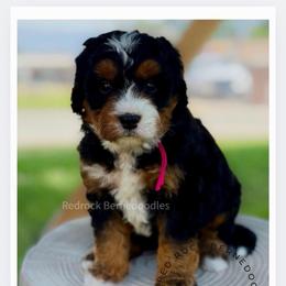 Cheyenne - Tri-color female Bernedoodle puppy in Syracuse, Utah from Redrockbernedoodles