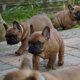 French Bulldog and Labrador Retriever Puppies from Frenchies & Labs