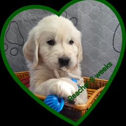 Green Boy - Light golden male Golden Retriever puppy in Albuquerque, New Mexico from Teeter's Desert  Goddess Goldens
