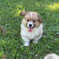 Boy 3- green - Red male Pembroke Welsh Corgi puppy in Glenwood, Minnesota from Minnewaska Corgi Co