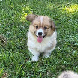 Boy 3- green - Red male Pembroke Welsh Corgi puppy in Glenwood, Minnesota from Minnewaska Corgi Co