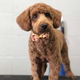 Toby - Poodle
