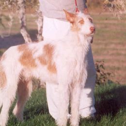 Pindaro - Ibizan Hound