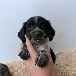 Piebald boy - Piebald male Dachshund puppy in Umatilla County, Oregon from Divine Dogs