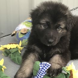 Shiloh Shepherd Puppies from Solace Shilohs