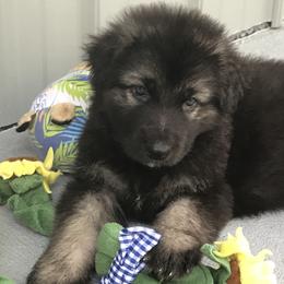 Shiloh Shepherd Puppies from Solace Shilohs