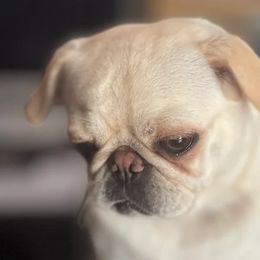 Pugs from Zachs Pugs