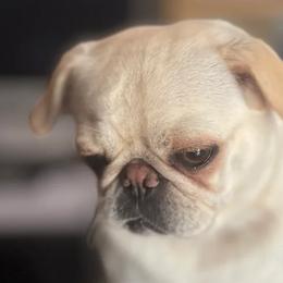 Pugs from Zachs Pugs