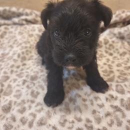 Raven - Black female Miniature Schnauzer puppy in Warrenville, South Carolina from All Paws Pet Resort