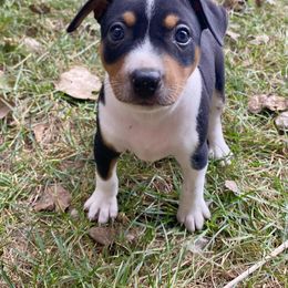 Rat Terrier Puppies from Hawthorne Terriers