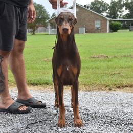 Punch - Red and rust male Doberman Pinscher puppy in Lafayette, Louisiana from Indah Lux Dobermans
