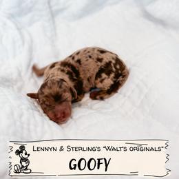 Goofy - Merle male Goldendoodle puppy in Soddy Daisy, Tennessee from The W Doods