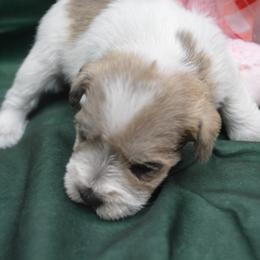 Tara - Wheaten female Miniature Schnauzer puppy in Lebanon, Missouri from Sassy's Classy Canines