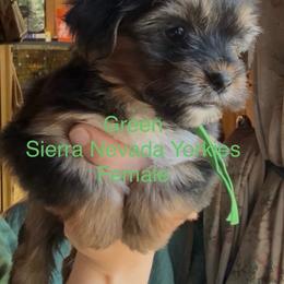 Green - Black and tan female Yorkshire Terrier puppy in South Lake Tahoe, California from Sierra Nevada Yorkies