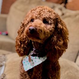Bernedoodle, Goldendoodle, and Poodle All Grown Up from Good Dog Doodles