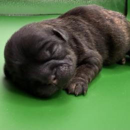 Neva - Brindle female Shih Tzu puppy in Abilene, Texas from L&L Euro Boxers and Small Town Shih Tzus