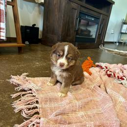 Blaze - Red tri male Miniature Australian Shepherd puppy in Edgar Springs, Missouri from Scott’s Aussies LLC