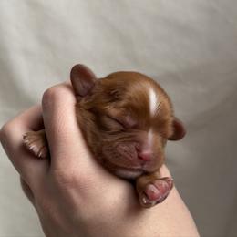 Jasper (Green) - Ruby male Cavalier King Charles Spaniel puppy in Auburn, Washington from Enchanted Cavaliers
