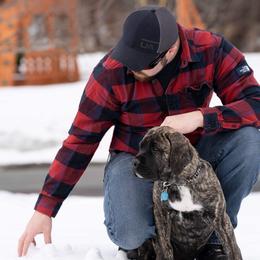 Mastiff and Neapolitan Mastiff Puppies from Sims English Mastiffs