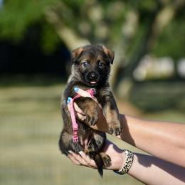 Dark Pink - Sable female German Shepherd puppy in Cherryville, North Carolina from Masky Kennel