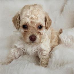 Willow - Cream female Maltipoo puppy in Hephzibah ( Richmond County ), Georgia from Healing Pawz LLC