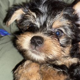 Yorkshire Terrier Puppies from Little Yorkes of Boston