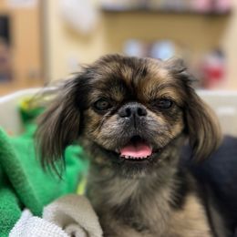 Ruby - Pekingese