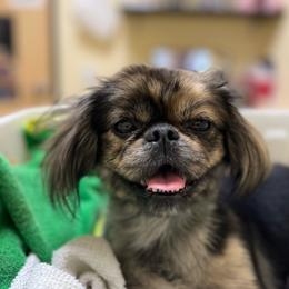 Ruby - Pekingese