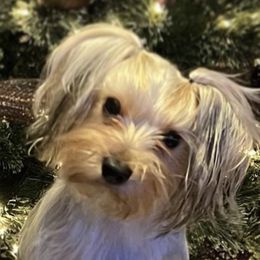 Lexi - Yorkshire Terrier