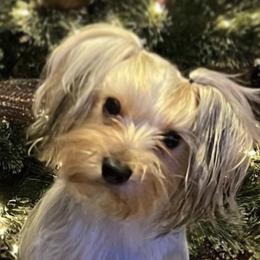 Lexi - Yorkshire Terrier