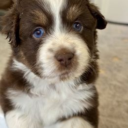 Andover's Sound of Valor - Red tri-color male Miniature American Shepherd puppy in Rockford, Illinois from Andover Aussies