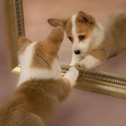 American Corgi and Pembroke Welsh Corgi Puppies from The Adirondack Corgi