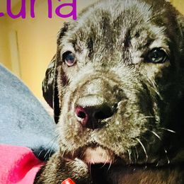 Luna - Great Dane puppy in Richmond, Texas from Ashli’s Great Danes