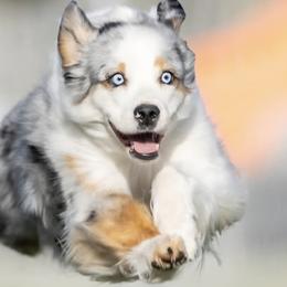 Miniature American Shepherds from Enchanted Mesa Miniature American Shepherds
