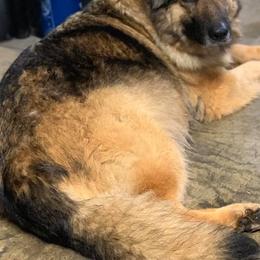German Shepherd and Miniature American Shepherd Puppies from Bouchard’s Best Shepherds