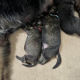German Shepherd Puppies from FuryHaus German Shepherds