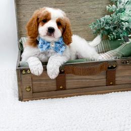 Boy 3 - male Cavapoo puppy in Statesville, North Carolina from Doodle Babies