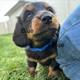 Blue - Black and tan male Dachshund puppy in Meridian, Idaho from Schön Duchshund