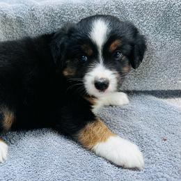 Tess - Black tri female Miniature Australian Shepherd puppy in Randleman, North Carolina from Deep River Aussies and Dachshunds