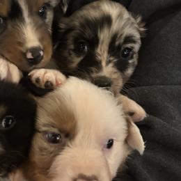 Australian Shepherds and Border Collies from Saturn’s Rising Collies & Aussies
