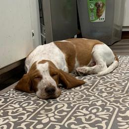 Mr. Peanut - Mahogany and white male Basset Hound puppy in Fayetteville, Arkansas from Heyliger Hounds