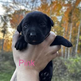 Pink - Black female Labrador Retriever puppy in Lawton, Michigan from DuckAlly Kennel
