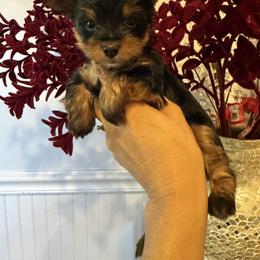 Milo - Black and tan male Yorkshire Terrier puppy in Aurora, Colorado from Lavish Yorkies